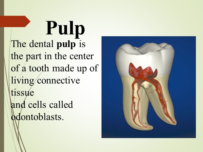 Pulp The dental pulp is the part in the center of a tooth made